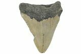 Serrated, Fossil Megalodon Tooth - North Carolina #295284-1